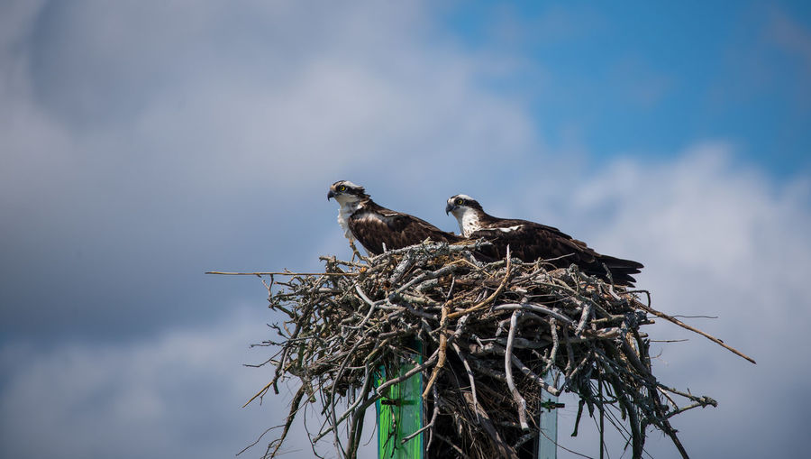 Low angle view of birds perching on nest