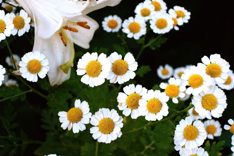 Close up of a white lily amidst feverfew