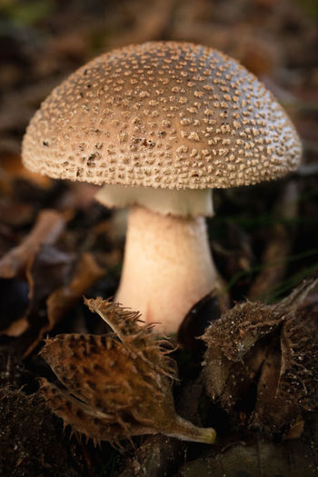 Close-up of mushroom growing on field, amanita rubescent - blusher mushroom