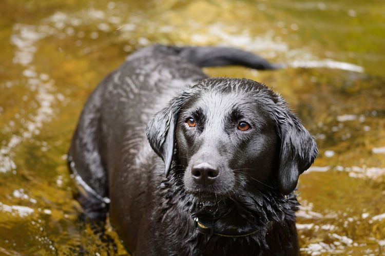 View of wet dog in water
