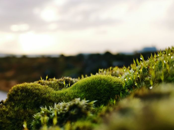 Moss on lava plains