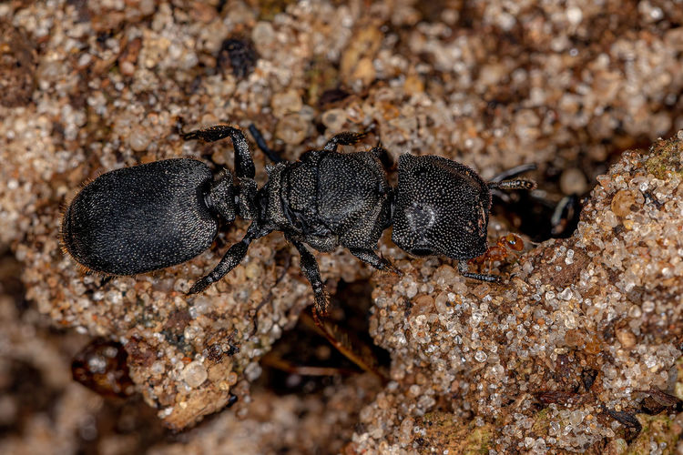 Close-up of insect