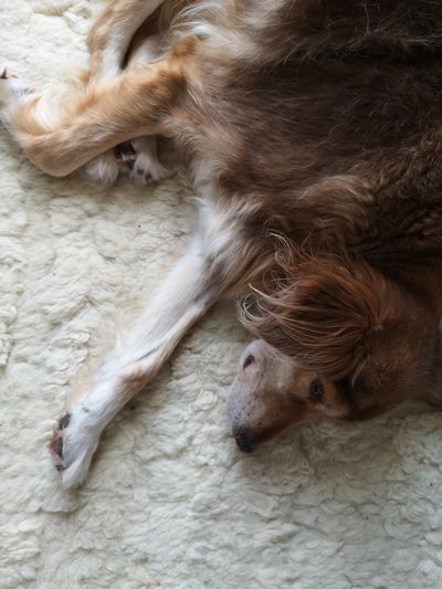 High angle view of dog sleeping on rug
