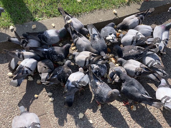 High angle view of pigeons on ground