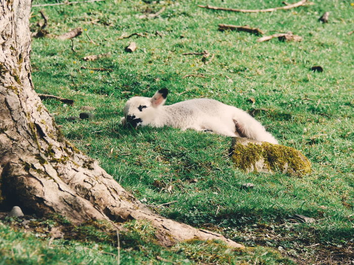 Sheep on grassy field