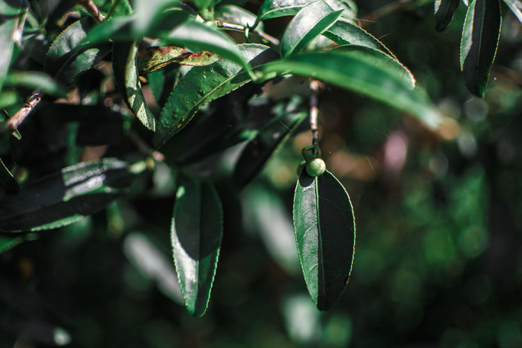 Close-up of tea plantation