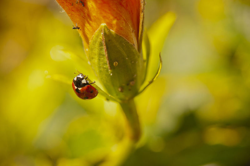 Ladybug in a flower
