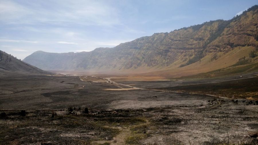 Scorched forest at bromo 