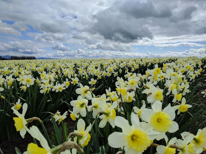 Close-up of flowers growing in field against cloudy sky