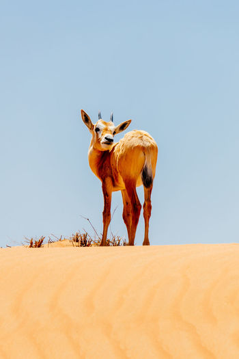 Deer standing in desert against clear sky