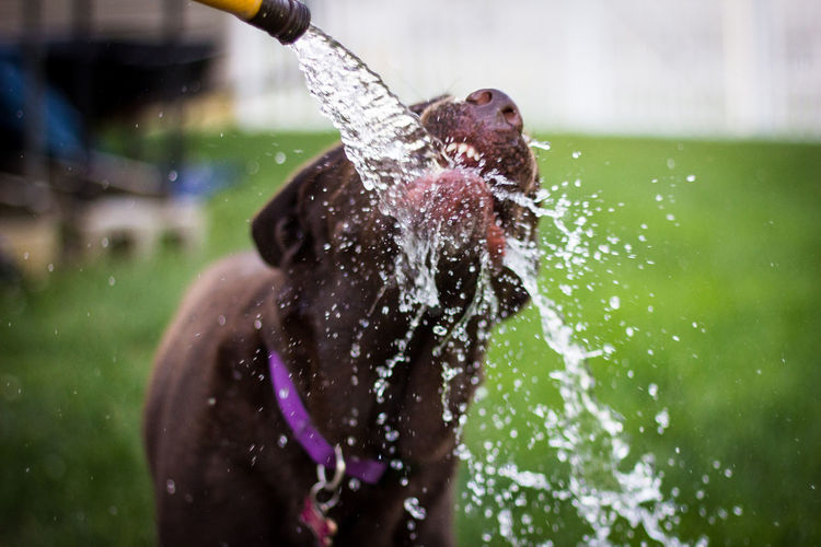Wet dog playing in water