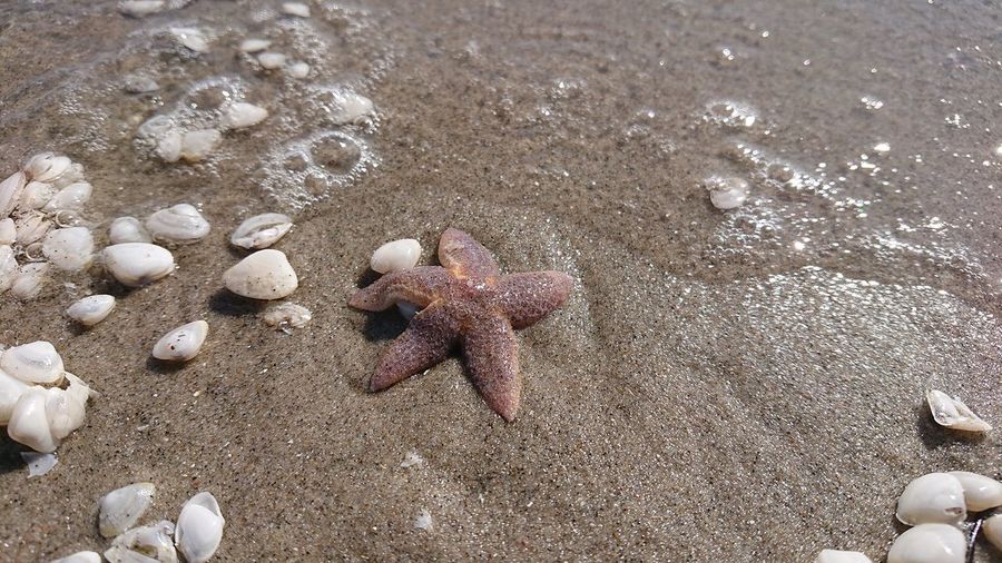 High angle view of starfish  on sand