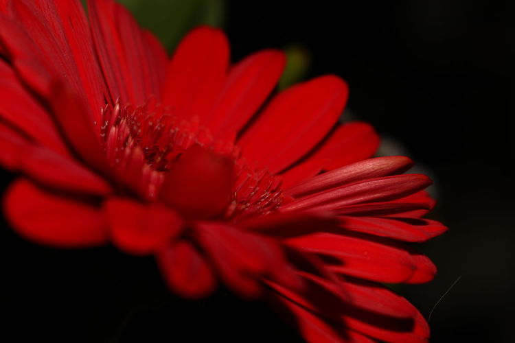 Close-up of red flower blooming outdoors