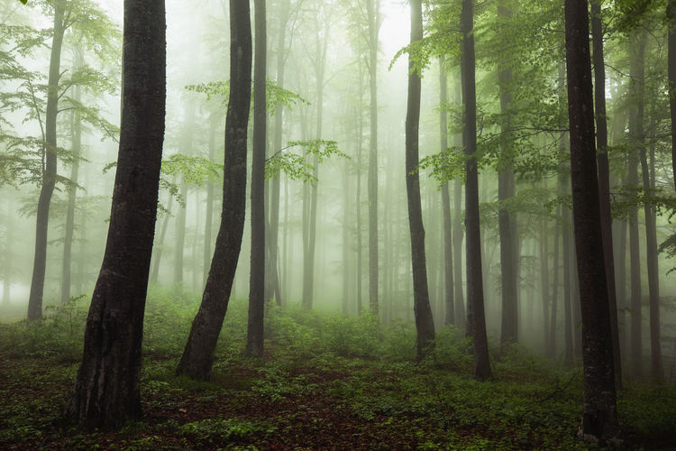 Majestic foggy forest
