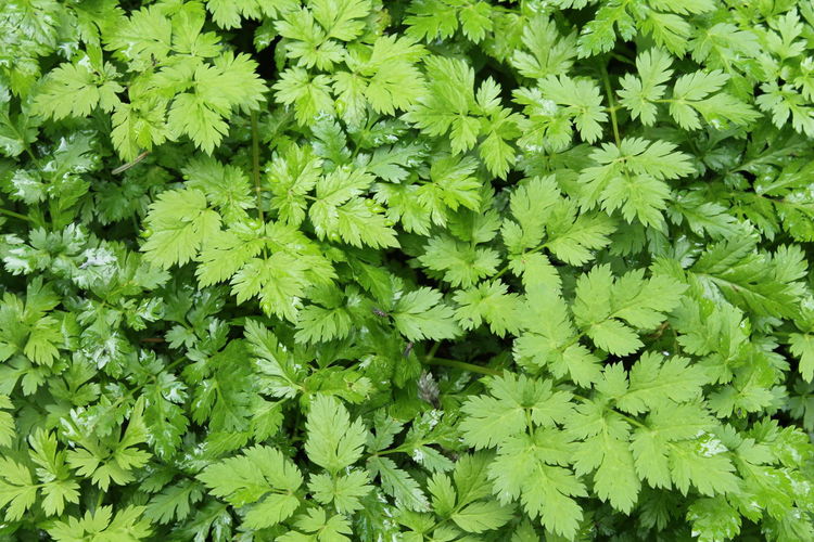 Full frame shot of leaves