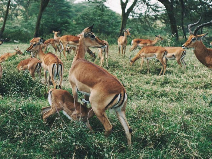 Impala antelopes aepyceros melampus in lake nakuru national park in kenya, kenya