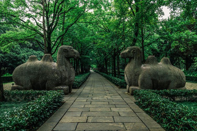 View of sheep in park