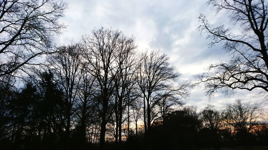 Low angle view of silhouette trees against sky