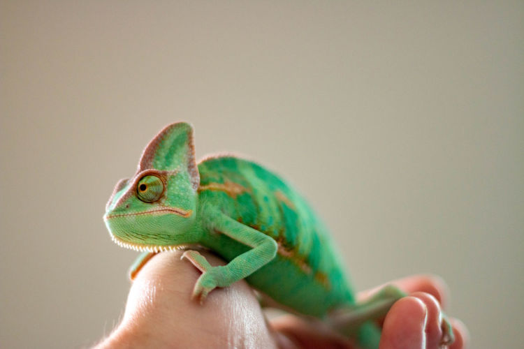 Close-up of person holding chameleon