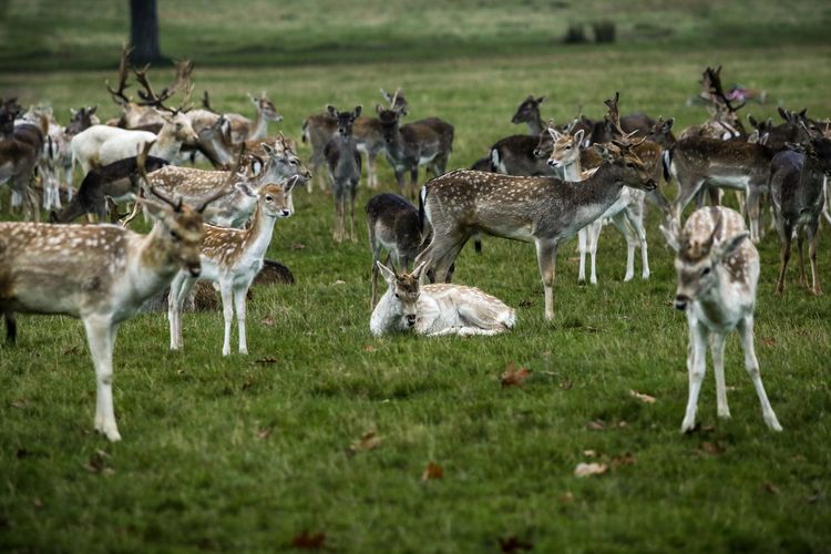 Flock of deer on field