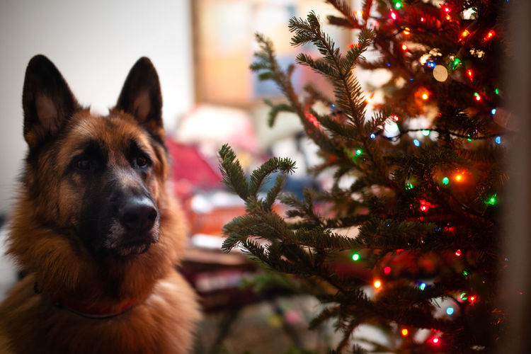 German shepherd next to christmas tree