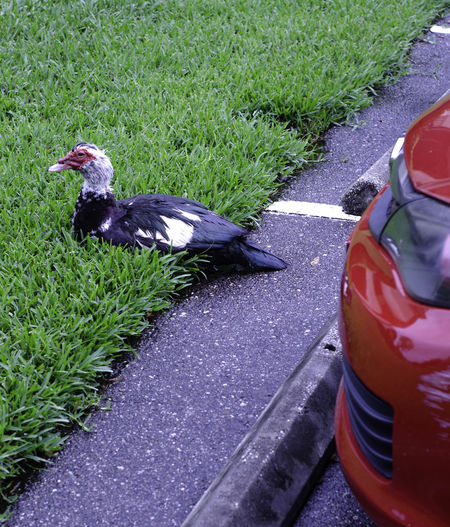 High angle view of duck on road