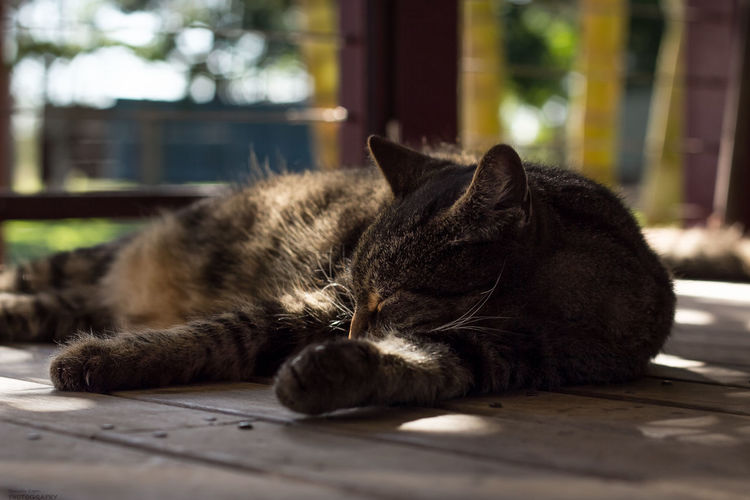 Close-up of cat lying on hardwood floor