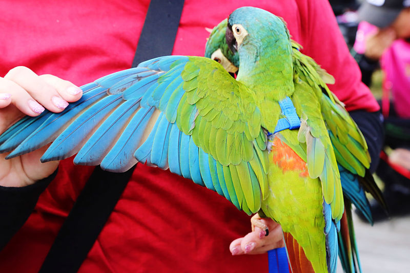 pet