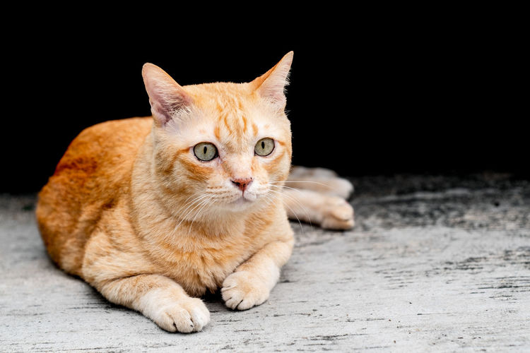 Portrait of tabby cat sitting against black background