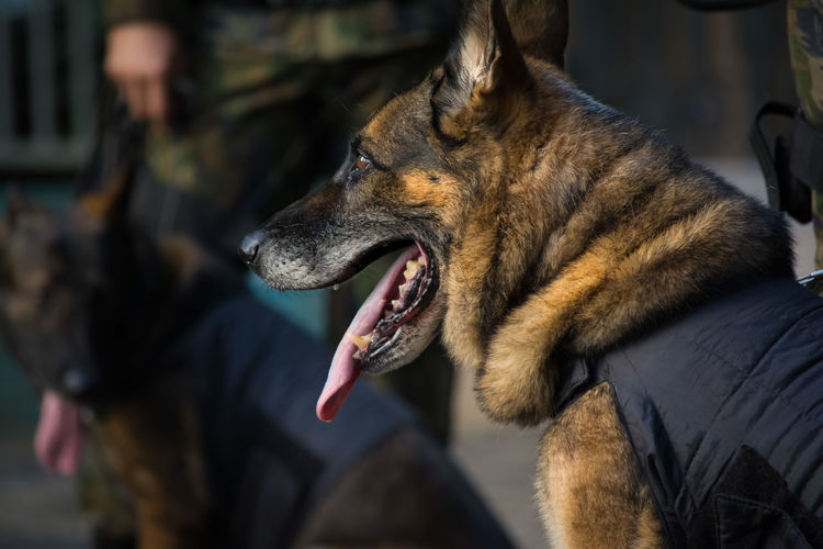 Close-up of dog