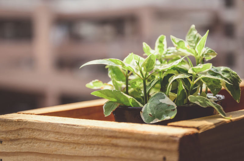 Close-up of potted plant on wooden box