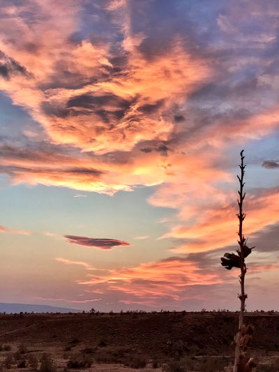 Silhouette trees on field against sky during sunset