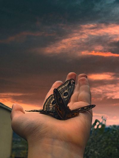 Cropped hand of person holding butterfly against sky during sunset
