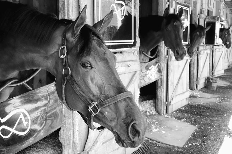 Horses at stable