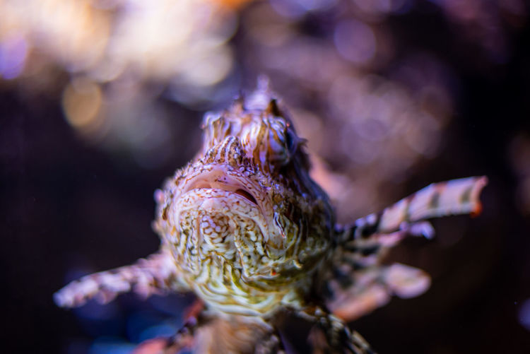 Close-up of lionfish