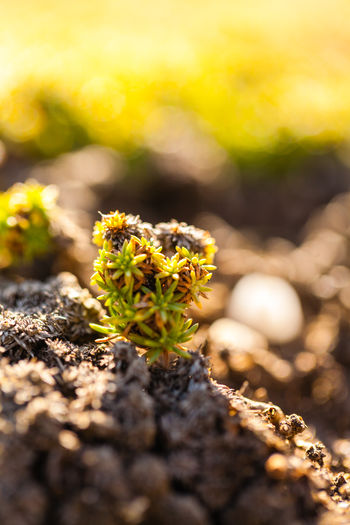 Close-up of yellow flowers growing on field