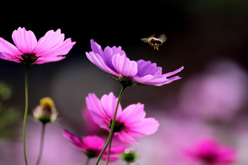 Close-up of bee pollinating flower