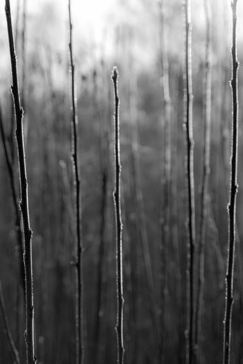 Full frame shot of bamboo trees in forest during winter