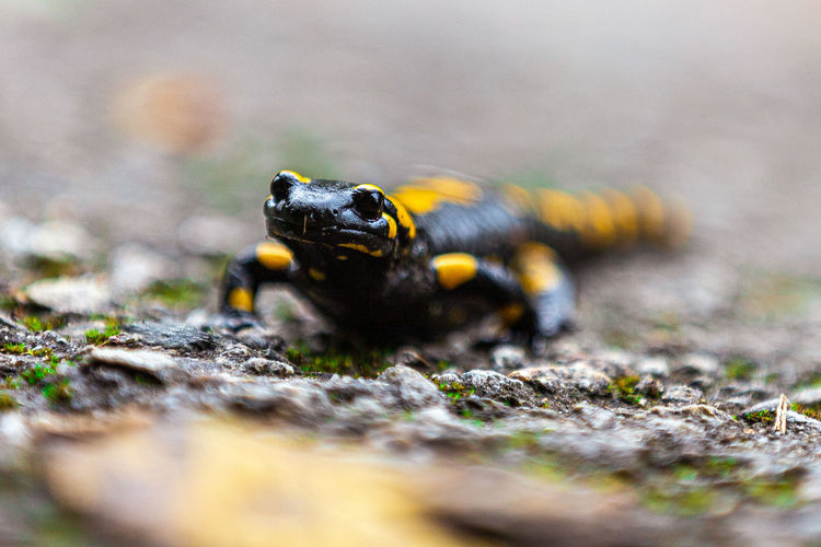 Close-up of salamander on field