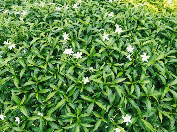 High angle view of jasmines blooming amidst leaves