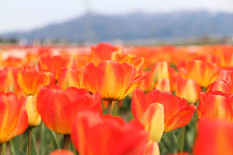 Close-up of orange tulips