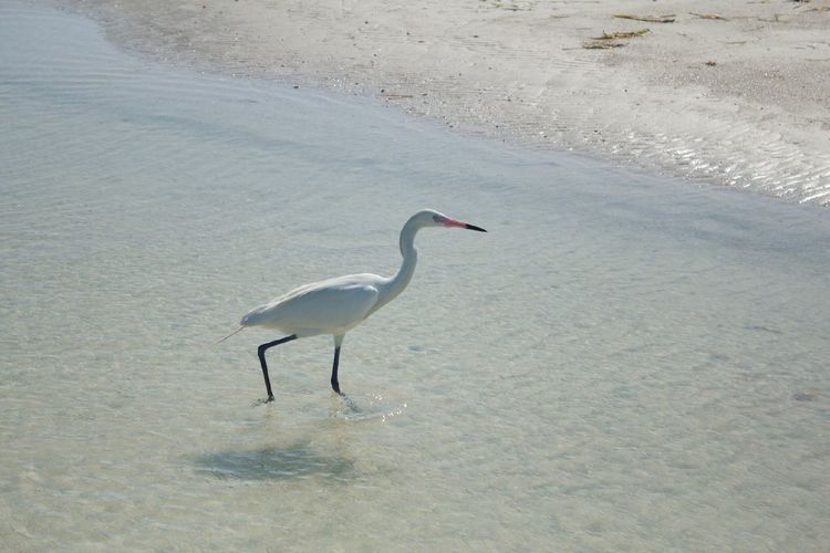 Bird in water