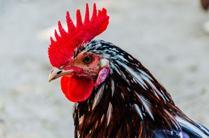 Close-up of rooster