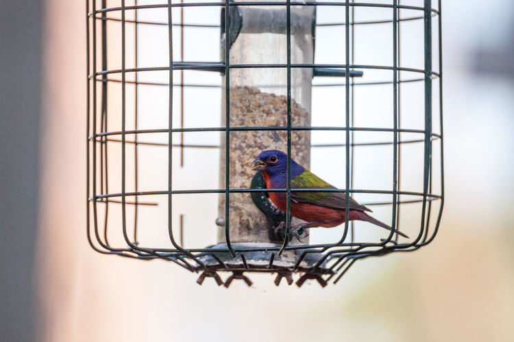 Bright male painted bunting bird passerina ciris forages for food in a birdfeeder