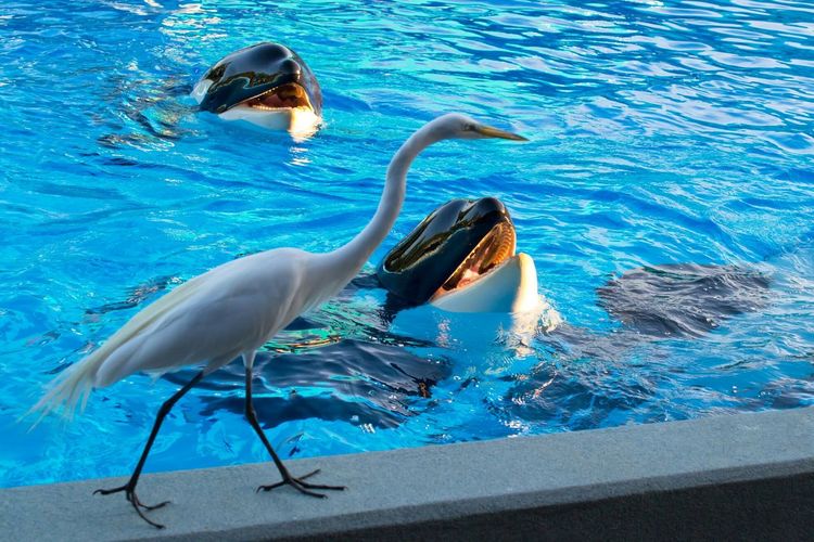 View of birds swimming in pool