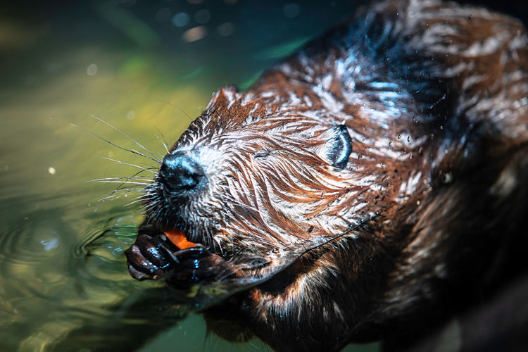 Close-up of beaver in water