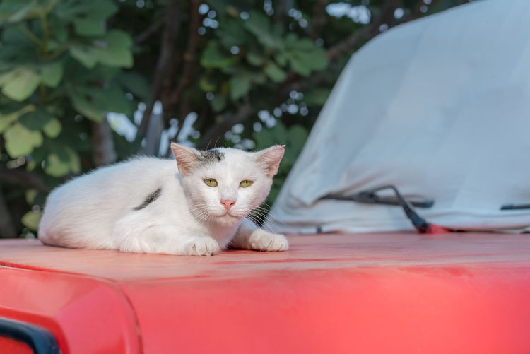 A homeless lonely cat lies on the hood of a car.