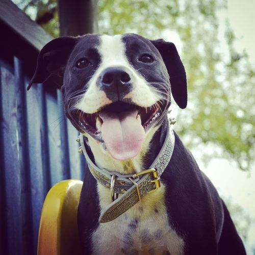 Portrait of a dog