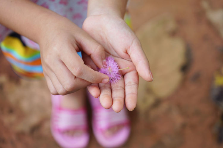 Low section of girl holding pink flower