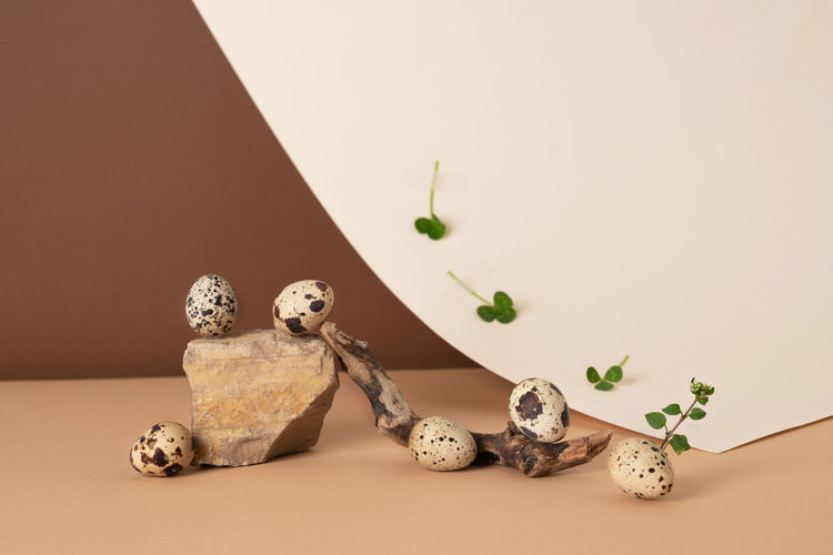 Quail eggs are rolled from a stone onto a wooden stick on a paper pastel background. 